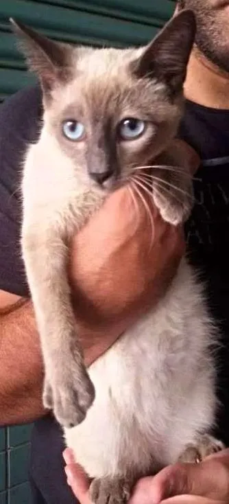 Gato ra a SRD idade 7 a 11 meses nome Mingau
