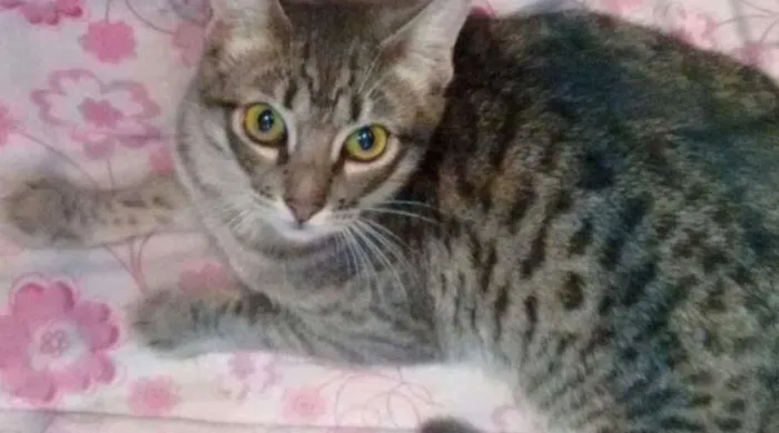 Gato ra a SRD idade 1 ano nome Melanie