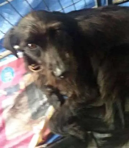 Cachorro ra a srd idade 2 anos nome Robinho