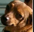 Paulinho