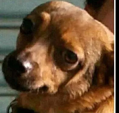Cachorro ra a SRD idade 4 anos nome Paulinho