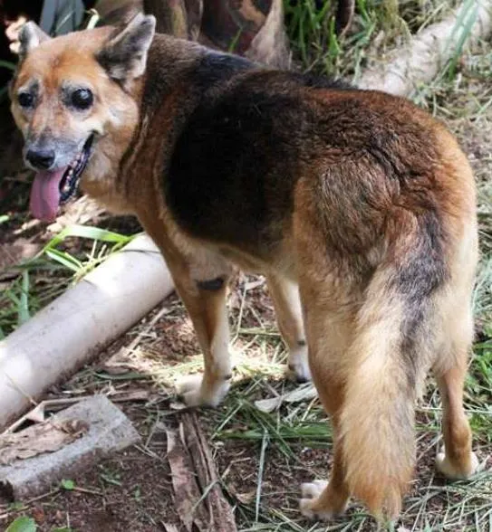 Cachorro ra a SRD idade 6 ou mais anos nome Tina