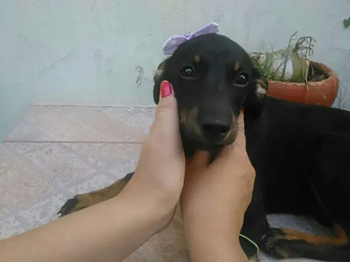 Cachorro ra a indefinida idade 2 a 6 meses nome Britney