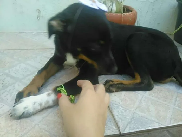 Cachorro ra a indefinida idade 2 a 6 meses nome Britney