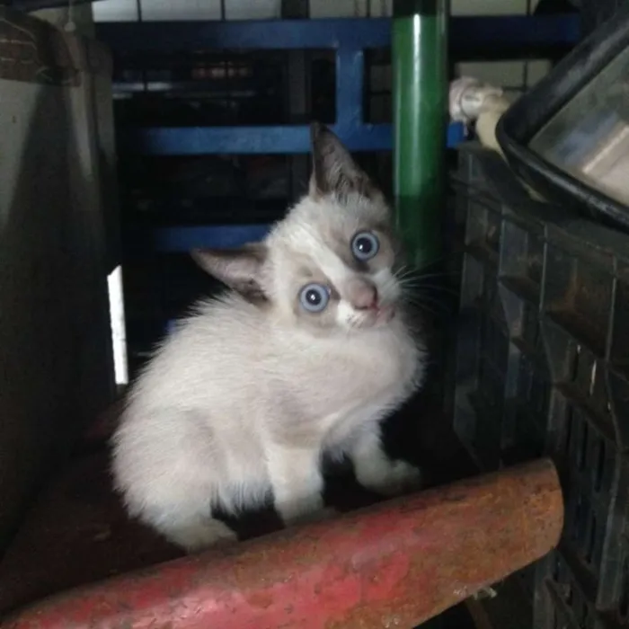 Gato ra a snowshoe idade Abaixo de 2 meses nome Snowshoe, 2 meses
