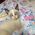 Snowshoe, 2 meses