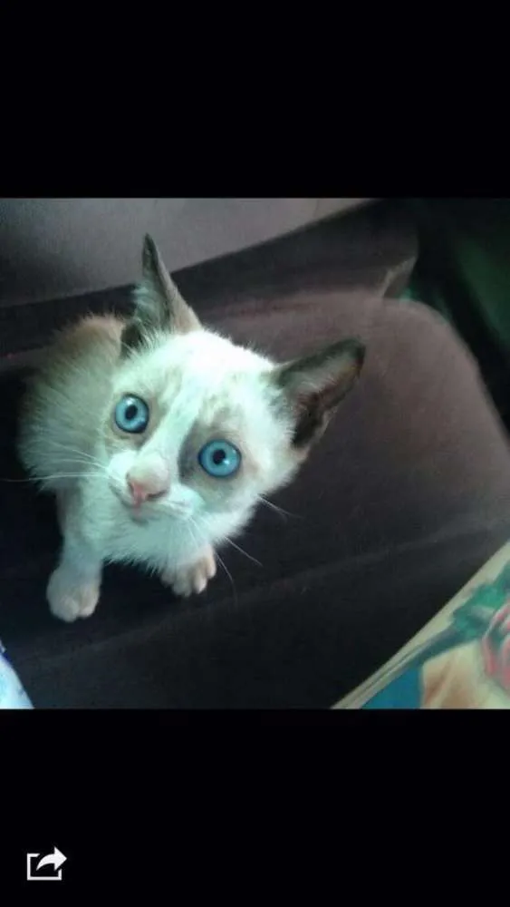 Gato ra a snowshoe idade Abaixo de 2 meses nome Snowshoe, 2 meses