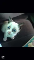 Snowshoe, 2 meses
