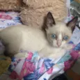 Snowshoe, 2 meses