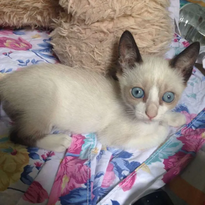 Gato ra a snowshoe idade Abaixo de 2 meses nome Snowshoe, 2 meses