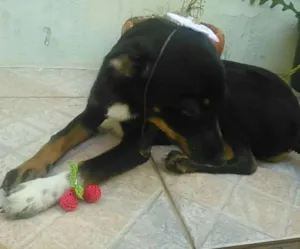 Cachorro raça Indefinida idade 2 a 6 meses nome Britney