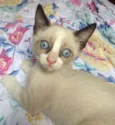 Snowshoe, 2 meses