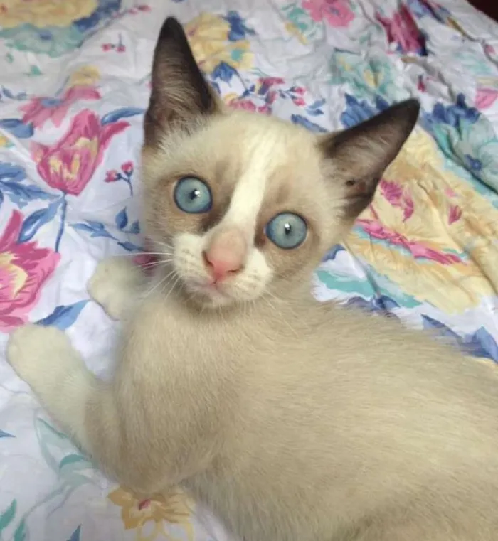 Gato ra a snowshoe idade Abaixo de 2 meses nome Snowshoe, 2 meses