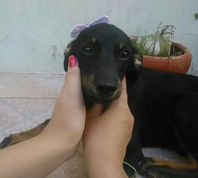 Cachorro ra a Indefinida idade 2 a 6 meses nome Britney