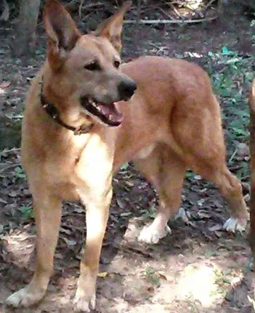 Cachorro ra a srd idade 2 anos nome Rex