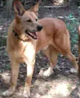 Rex