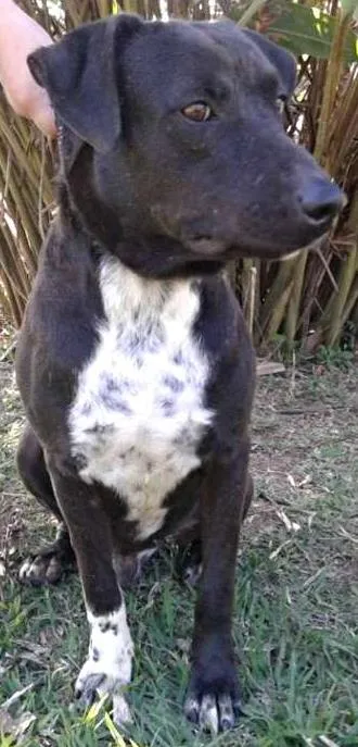 Cachorro ra a srd idade 4 anos nome Guerreiro