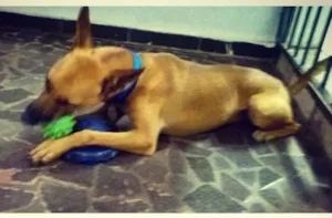 Cachorro raça Vira Lata idade 2 anos nome Harry