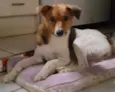 Dama