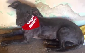 Cachorro raça SRD idade 7 a 11 meses nome Kibe