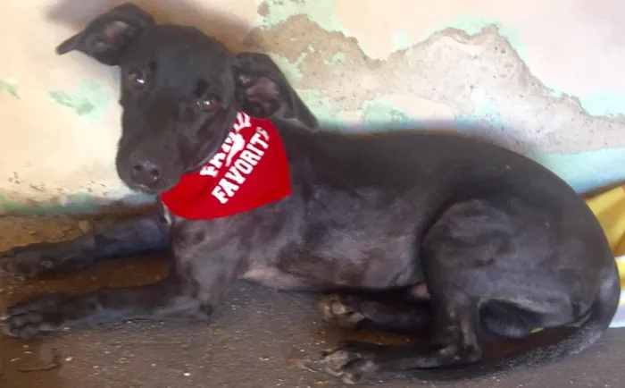 Cachorro ra a SRD idade 7 a 11 meses nome Kibe