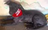 Cachorro raça SRD idade 7 a 11 meses nome Kibe
