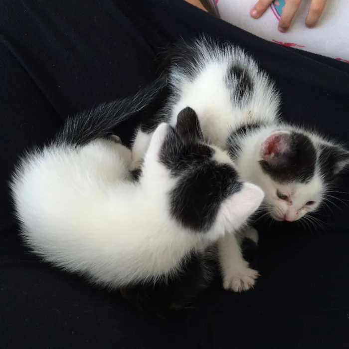 Gato raça sem raça definida  idade Abaixo de 2 meses nome P/B de olhos azuis