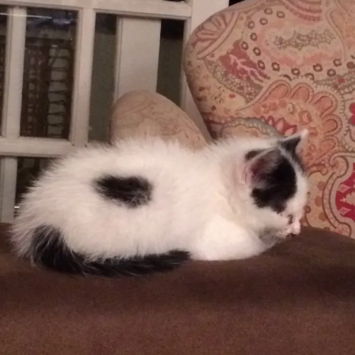 Gato raça sem raça definida  idade Abaixo de 2 meses nome P/B de olhos azuis