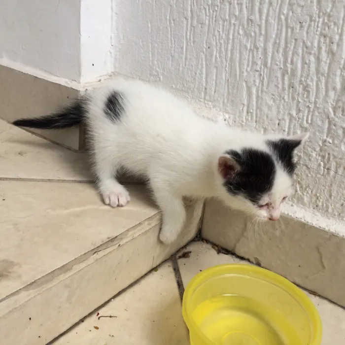 Gato raça sem raça definida  idade Abaixo de 2 meses nome P/B de olhos azuis