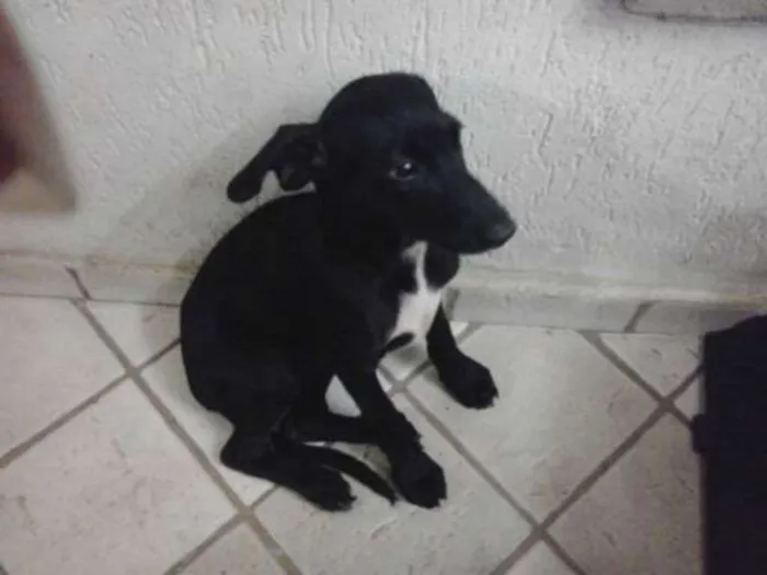 Cachorro ra a SRD idade 2 a 6 meses nome SEM NOME