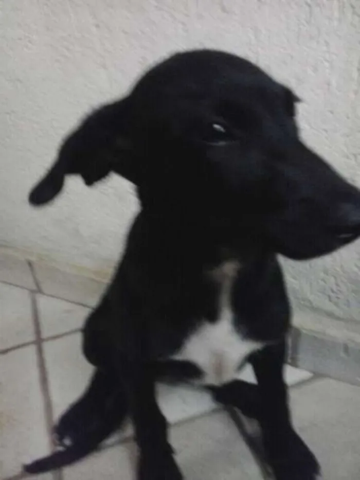 Cachorro ra a SRD idade 2 a 6 meses nome SEM NOME