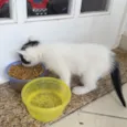 P/B de olhos azuis