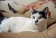 LYA