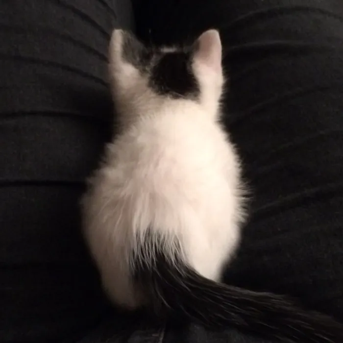 Gato raça sem raça definida  idade Abaixo de 2 meses nome P/B de olhos azuis