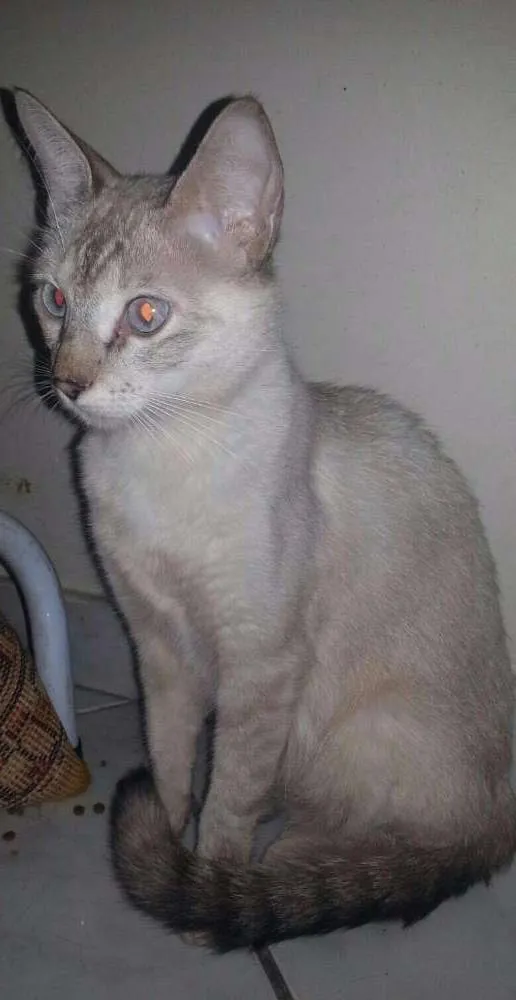 Gato ra a SRD idade 7 a 11 meses nome MAITTE
