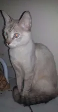 MAITTE