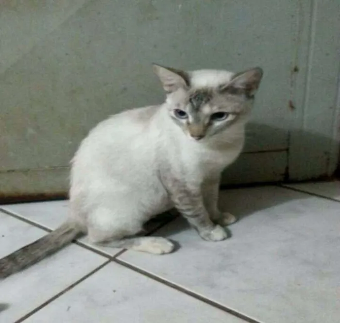 Gato ra a SRD idade 7 a 11 meses nome MAITTE
