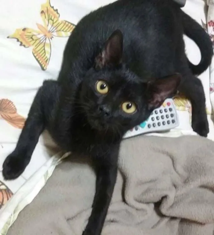 Gato ra a SRD idade 7 a 11 meses nome LAURA