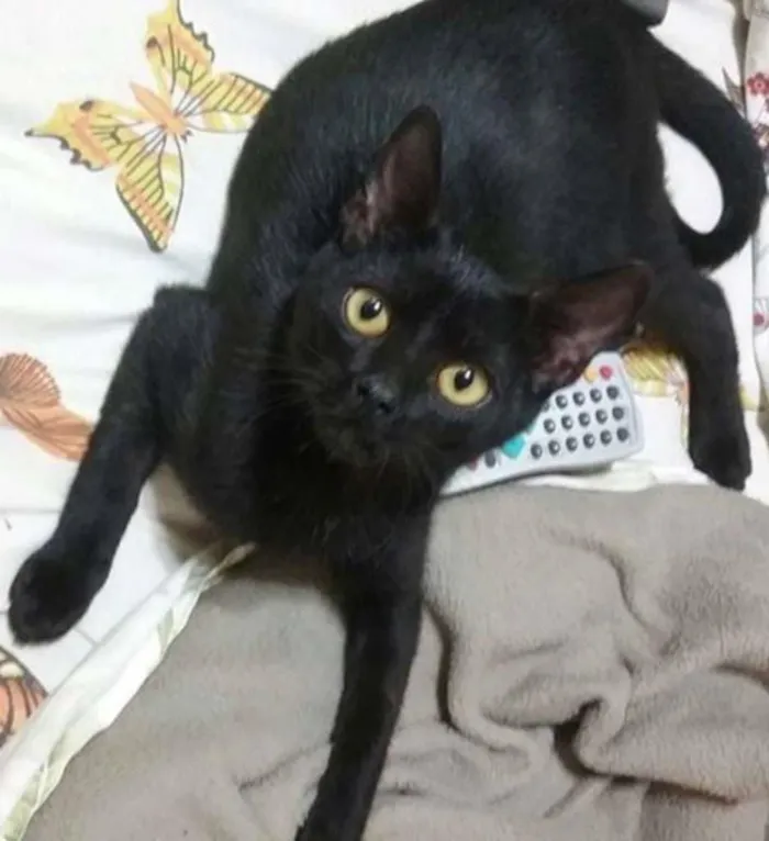 Gato ra a SRD idade 7 a 11 meses nome LAURA