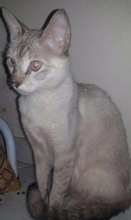 Gato ra a SRD idade 7 a 11 meses nome MAITTE