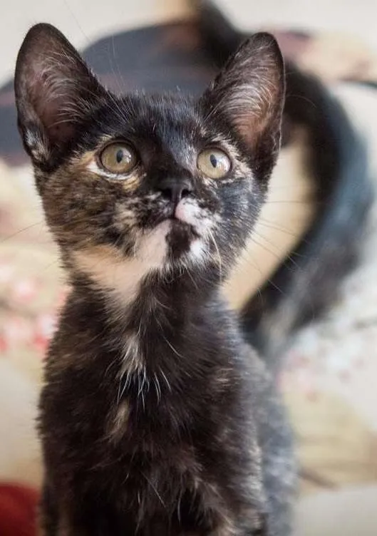 Gato ra a SRD idade 2 a 6 meses nome MAITEZINHA