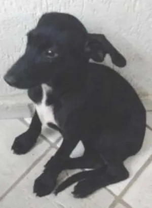 Cachorro raça SRD idade 2 a 6 meses nome SEM NOME