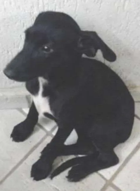 Cachorro ra a SRD idade 2 a 6 meses nome SEM NOME