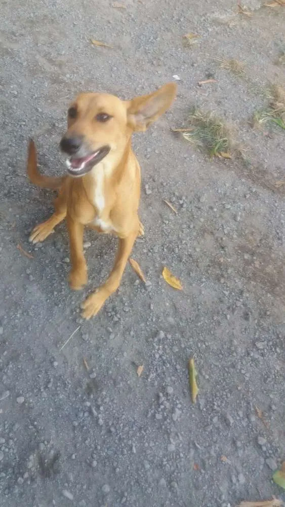 Cachorro raça vila-lata idade 1 ano nome Princesa