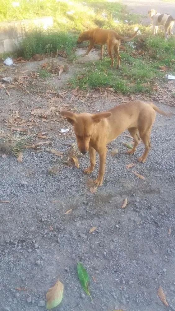 Cachorro raça vila-lata idade 1 ano nome Princesa