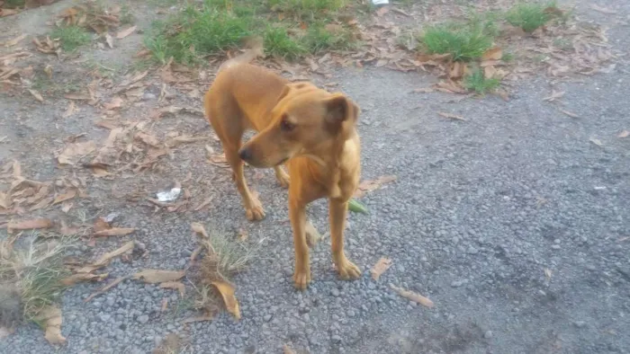 Cachorro raça vila-lata idade 1 ano nome Princesa