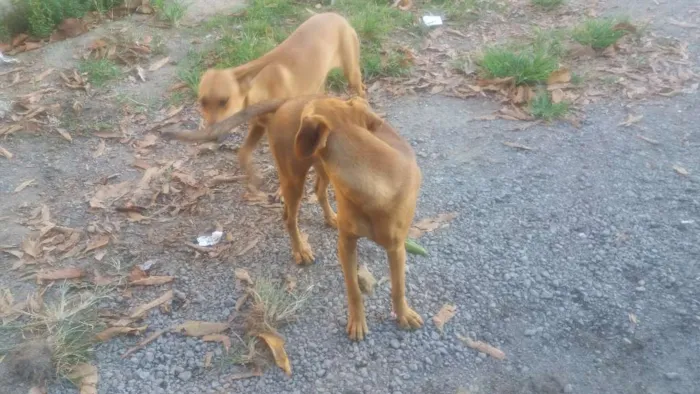 Cachorro raça vila-lata idade 1 ano nome Princesa