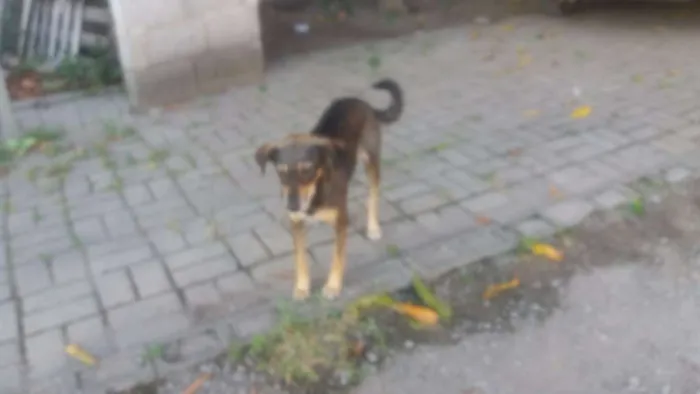 Cachorro raça vila-lata idade 1 ano nome Princesa