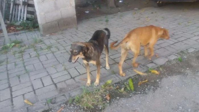 Cachorro raça vila-lata idade 1 ano nome Princesa
