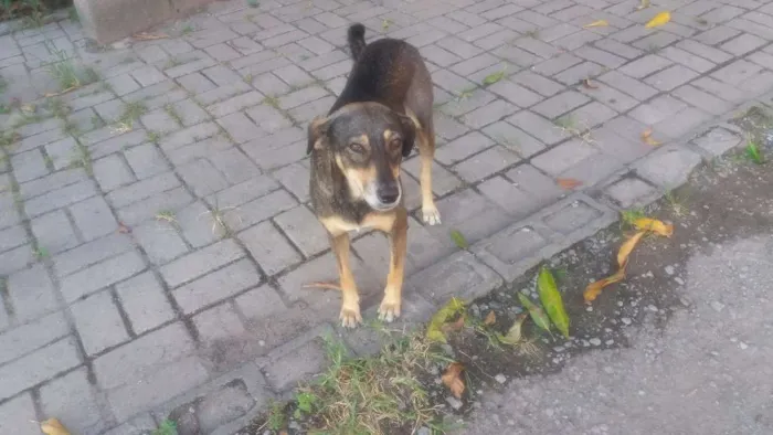 Cachorro raça vila-lata idade 1 ano nome Princesa